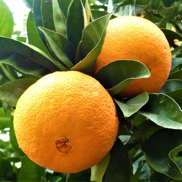Products-Naval-Oranges